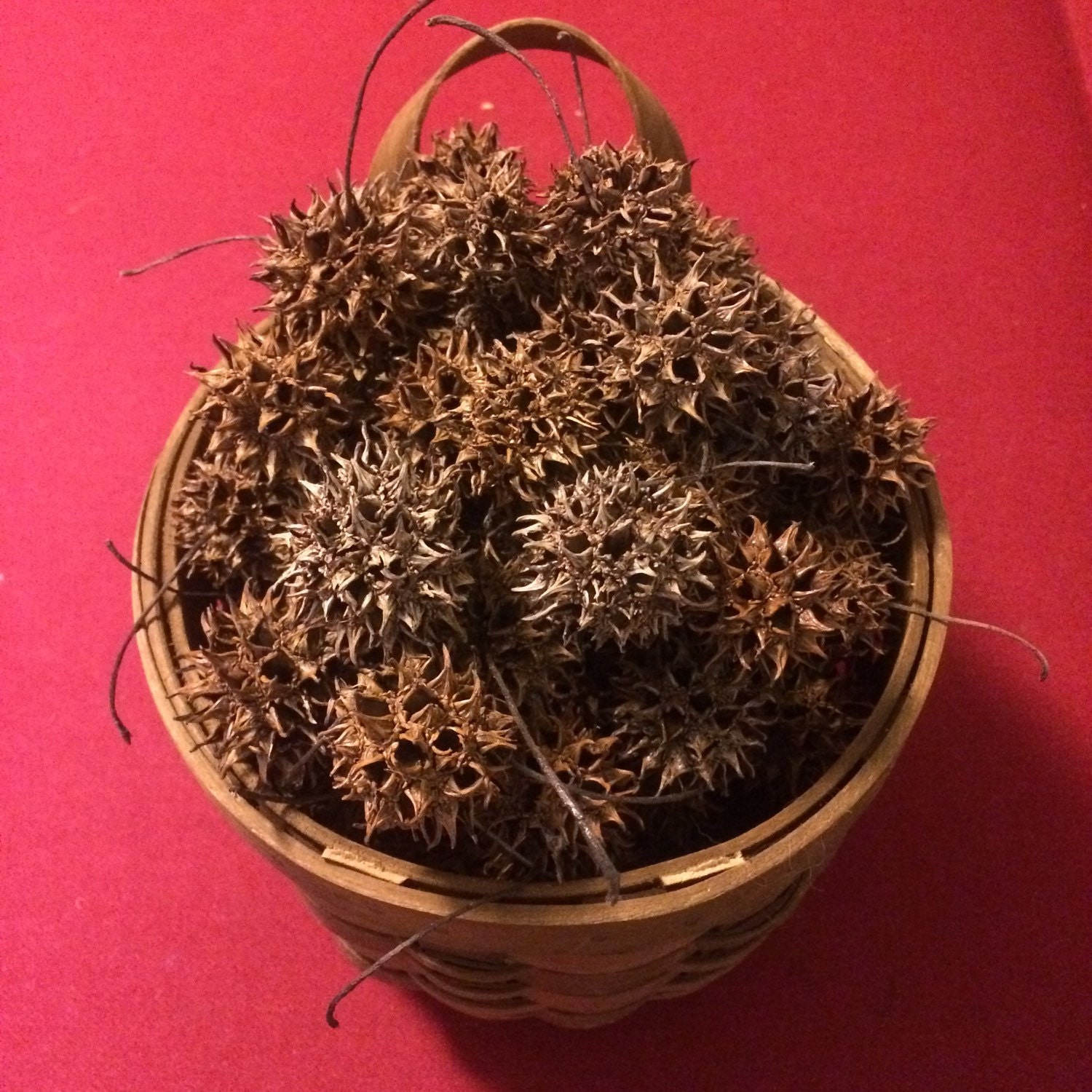Sweet Gum Tree Balls