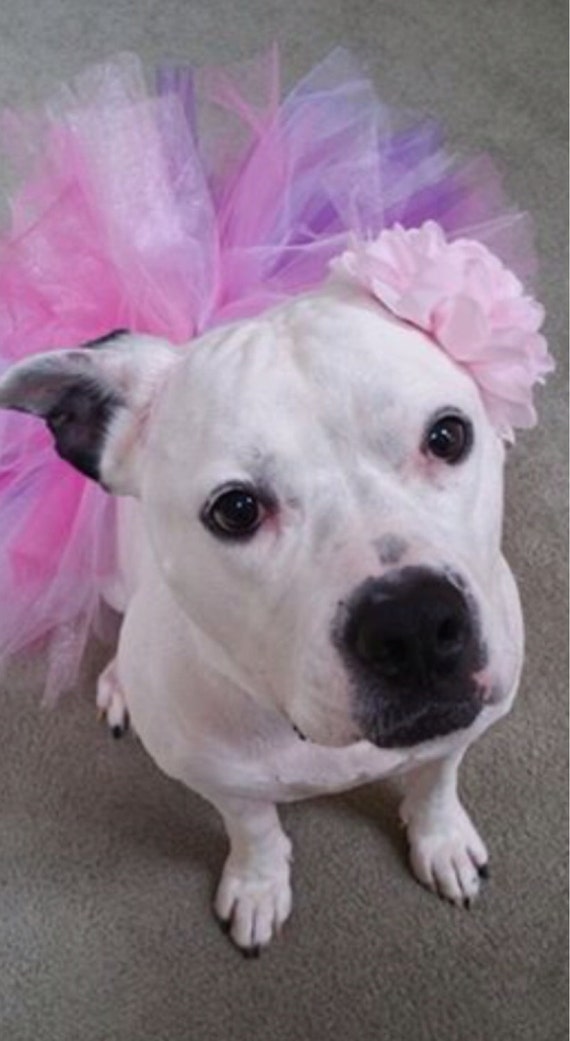 Pink Dog Tutu Fluffy Dog Tutu Pink Dog Tutu Dog by CreateAlley