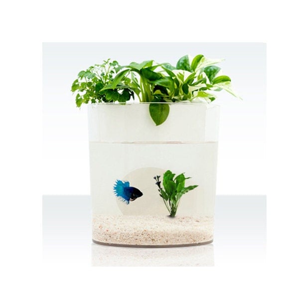 a dialogue between flowers and fish aquarium planter fish