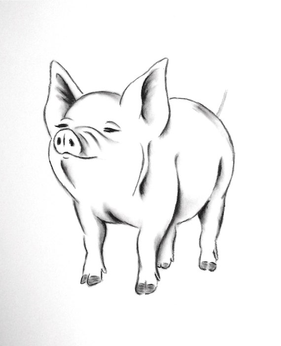 Pig Art Charcoal Drawing 810 Pig drawing Pig by JaclynsStudio