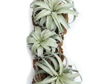 6 Air Plants Wholesale - Xerographica Air Plants - Set of 6 Large Air Plants - Fast FREE Shipping - 30 Day Guarantee - Air Plants Bulk