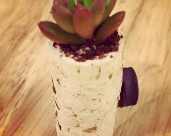 Wine Cork Succulent Planter