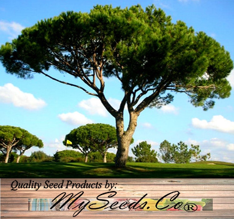 ITALIAN STONE PINE Seed Pinus pinea Tree by ALLooABOUTooSEEDS