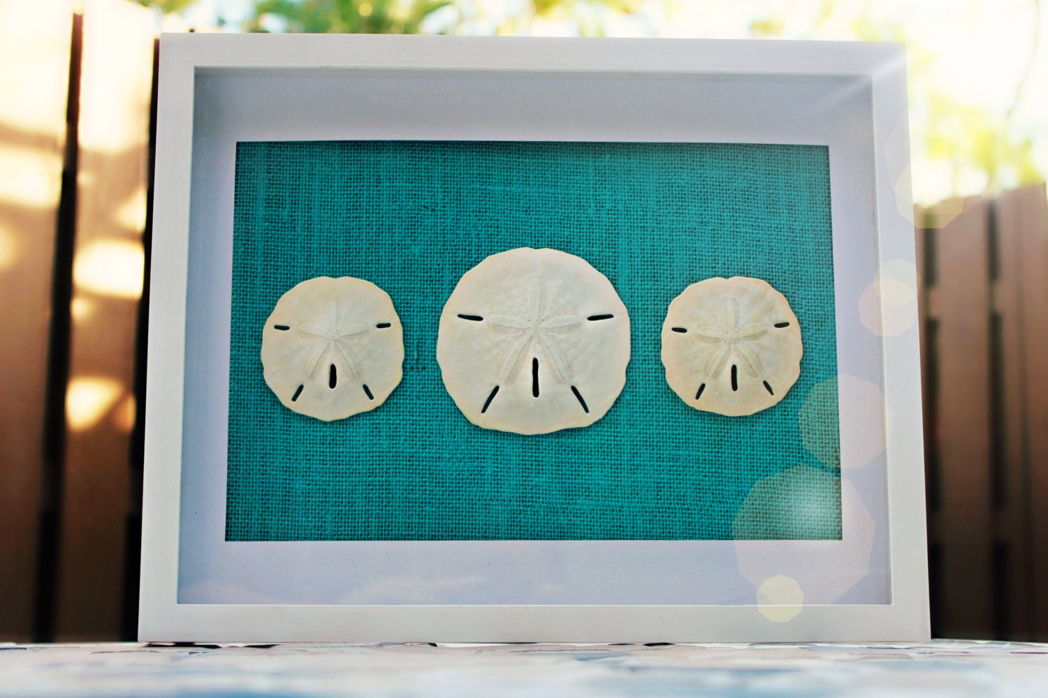 Sand Dollar Wall Art White Shadow Box 12X15 Frame
