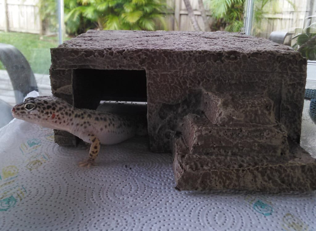 leopard gecko hides diy