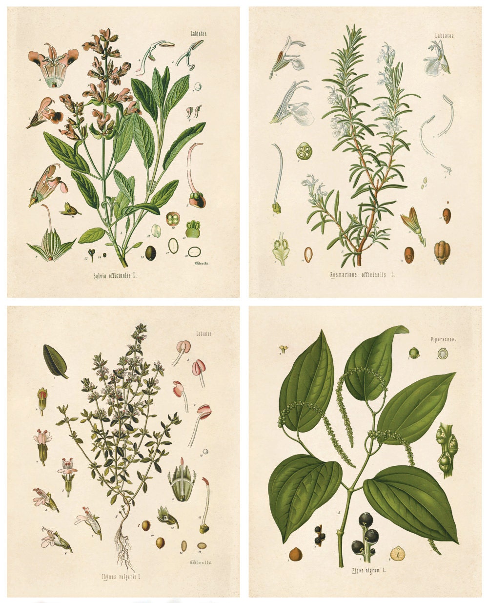 Top 100+ Pictures Public Domain Botanical Prints Free Stunning