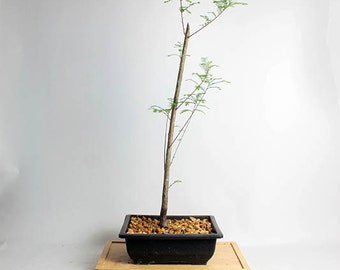 Bold Cypress Bonsai Tree Summer'16 Conifer by LiveBonsaiTree