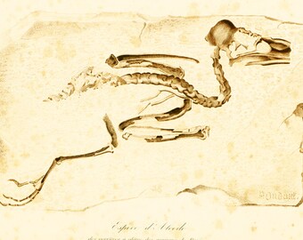 1861 Fossil bird print by Ch. Orbigny. Original Antique Bird skeleton Print. Paleontology Wall art