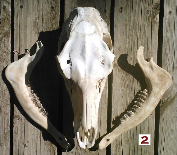 Wild Female Elk Skull Lower Jaws All by ElkCountryLDhaseleer