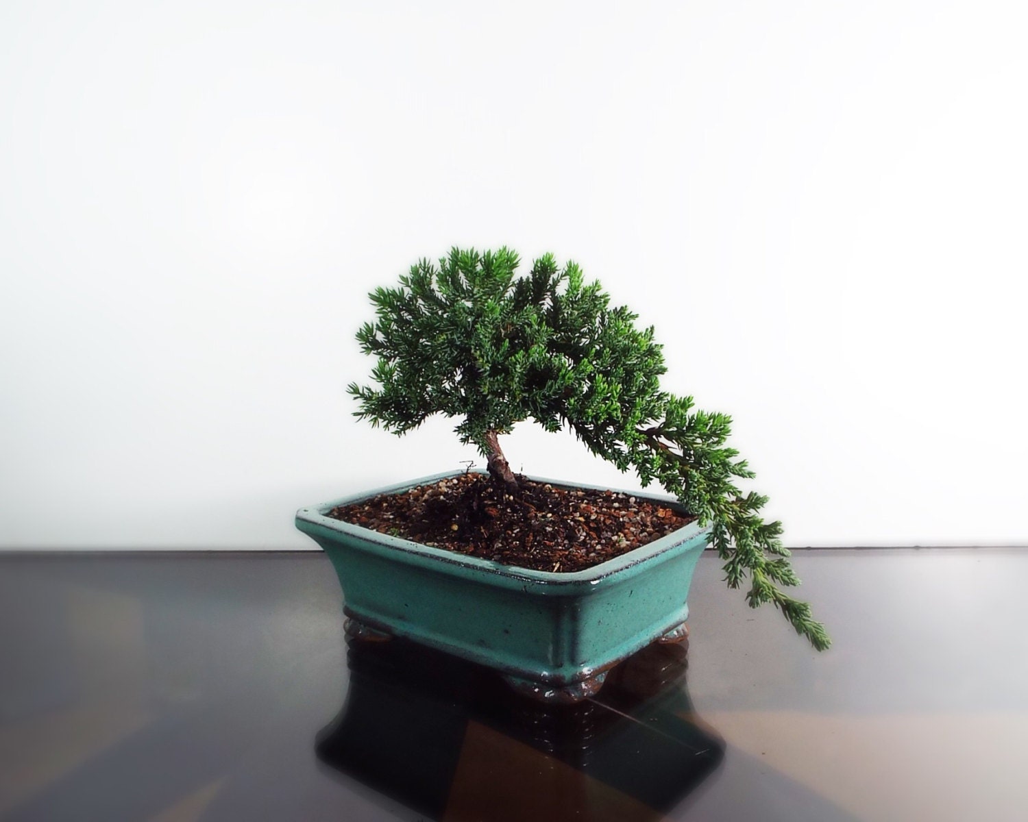 A Cascade style Juniper bonsai in a Teal pot. The Juniper is a