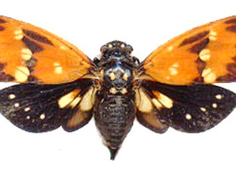 Supplies for your artworks - dried insects - : 5 Cicadidae ambragaena ambra , SPREAD, free shipping