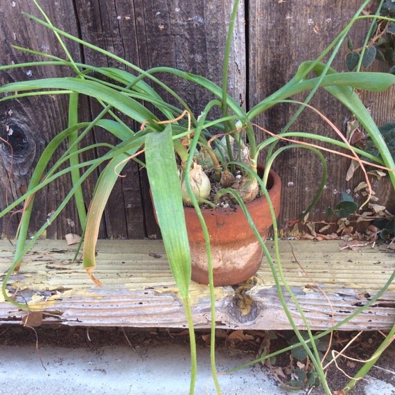 3 Pregnant Onion Plantnot edibleOrnithogalum Caudatum