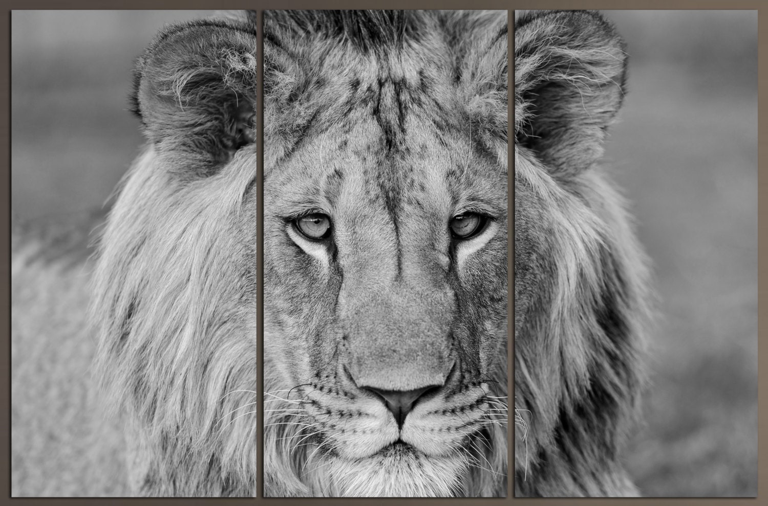 3 Panel split Black white Lion Canvas Print Art. Gallery wrap