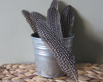 Guinea Fowl Feathers