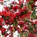 Bombax Ceiba Tree Edible Red Silk Cotton 20/80/350/800 Seeds
