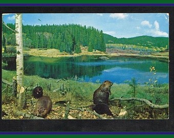 Canadian Beaver Postcard - 1964
