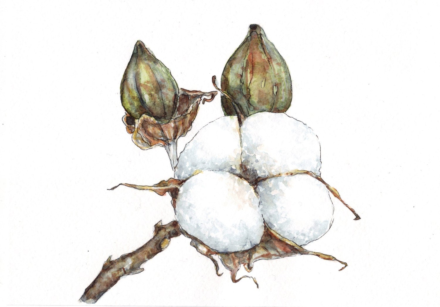 Cotton flower watercolor painting