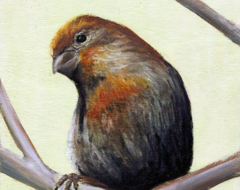 Finch "Curious" Giclee Print