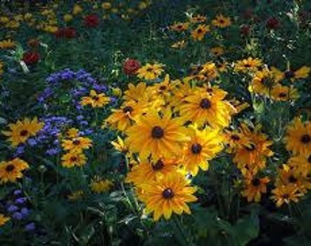 Black Eyed Susan Perennial ~Rudbeckia Goldstrum~3~THREE~ LIVE PLANTS/Root