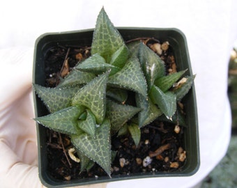 Haworthia tessellata Succulent