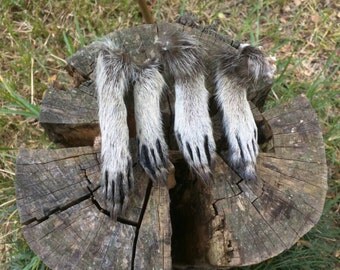 4 Raccoon paws, Taxidermy