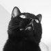 Zombie Meowz