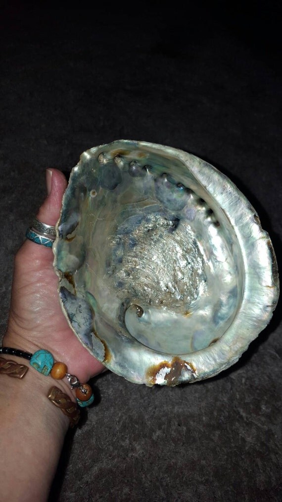 Large Abalone Seashell