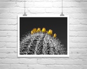 Cactus, Fine Art Photography, Black and White, Cacti, Desert Art, Wall Art, Arizona, Sonoran Desert, Tucson, Orange, Black, MurrayBolesta Cactus, Fine Art Photography, Black and White, Cacti, Desert Art, Wall Art, Arizona, Sonoran Desert, Tucson, Orange, Black, MurrayBolesta