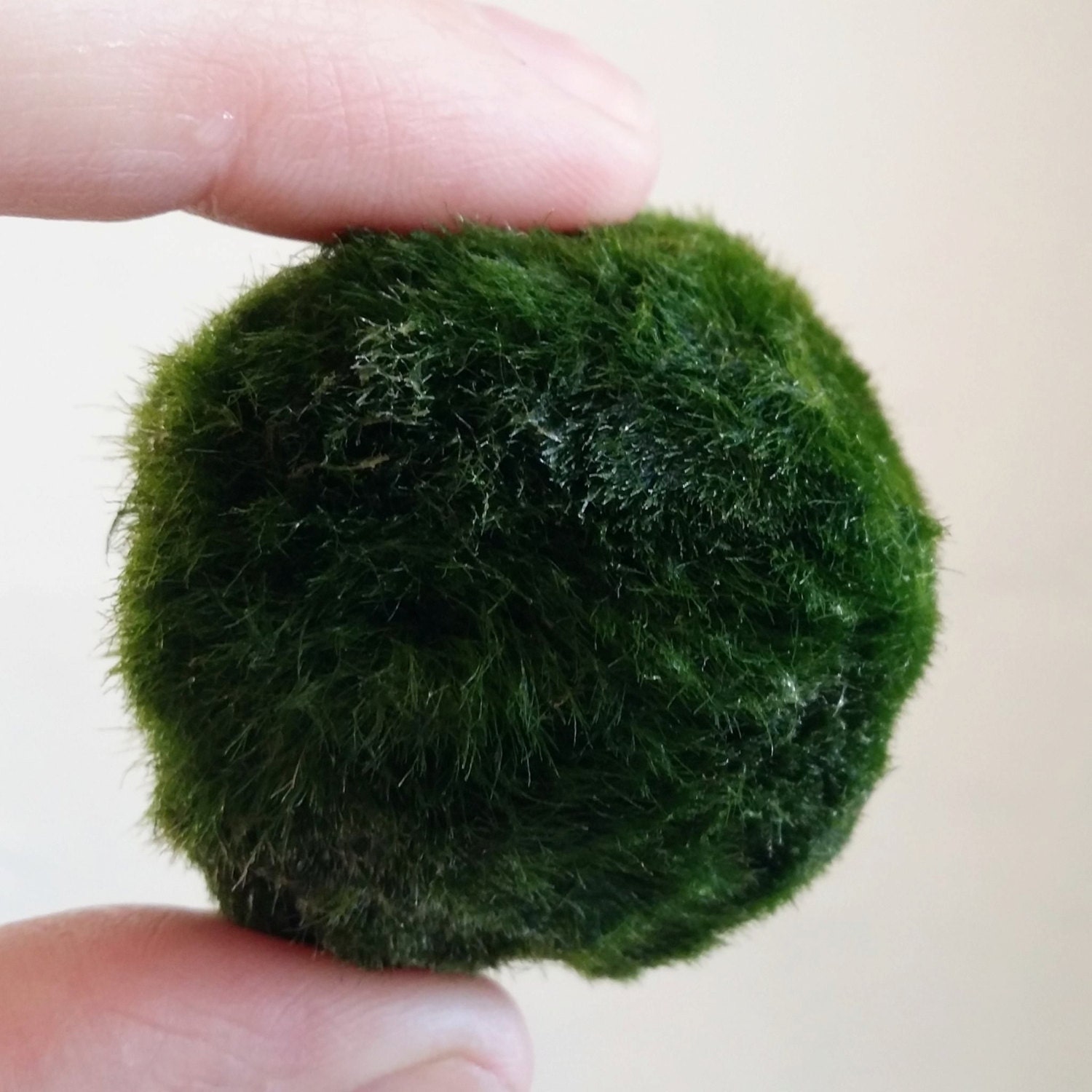 Marimo Moss Ball by LittleLandsMelbourne on Etsy