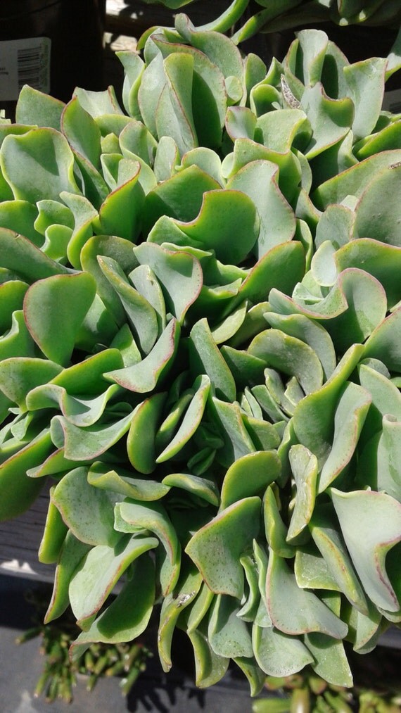 Large Succulent Plant Ripple Jade Wavy Rippled Green ...