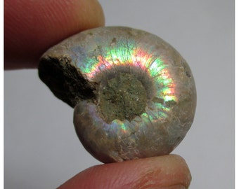 10.5 Gram Opalized Ammonite (Ammolite) Fossil - ww774
