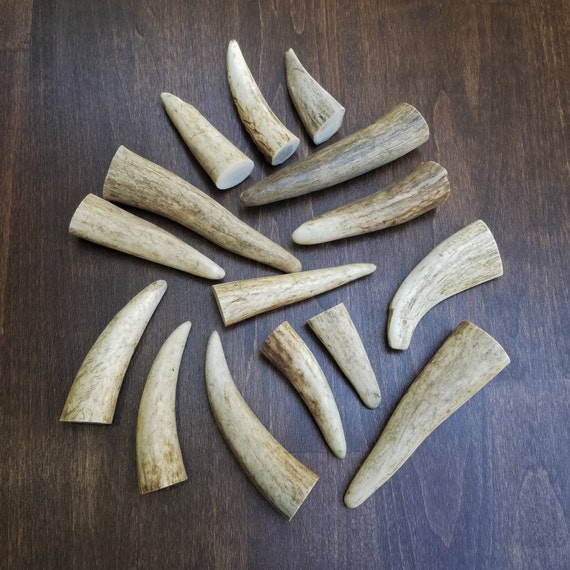 NEW Brow Tines Elk Tines Jewelry Bulk Deer Antlers by BullyTested