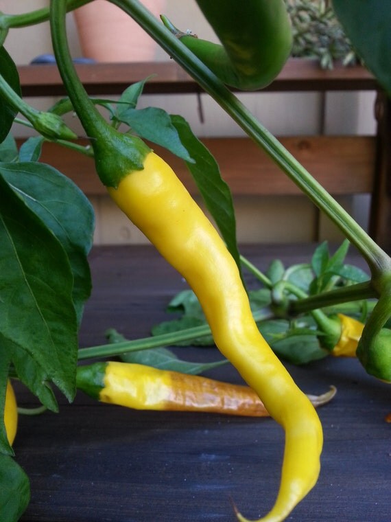 Yellow Cayenne Hot Chili Pepper rare seed by TheGiftedTomato