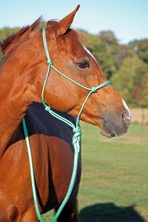 Mint Green Rope Halter Mint Green Horse Halter Mint Tack