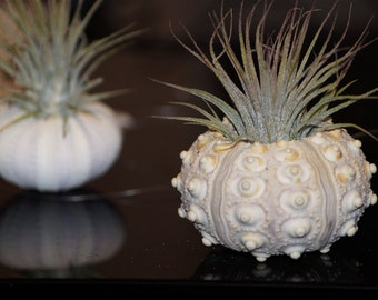 Sea Urchin Air Plant, Wholesale Air Plants, Wholesale Sea Urchins