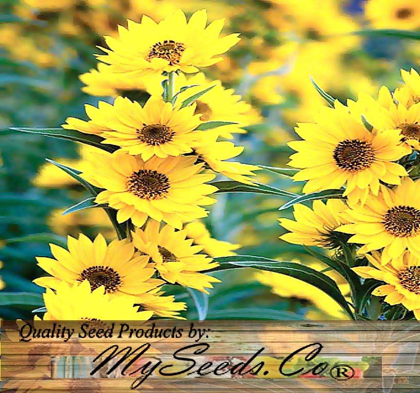 MAXIMILIAN PERENNIAL SUNFLOWER seed Over 8 Feet Tall