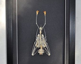 Real bat skeleton with case and base Christmas Gift