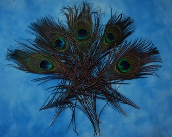 Sugar Glider Toy- All Natural Peacock Feathers