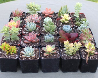 Group of 9 Colorful Succulents in 2 inch pots, Succulent Plants, Hens and Chicks, Terrarium Plants, Bulk Succulents