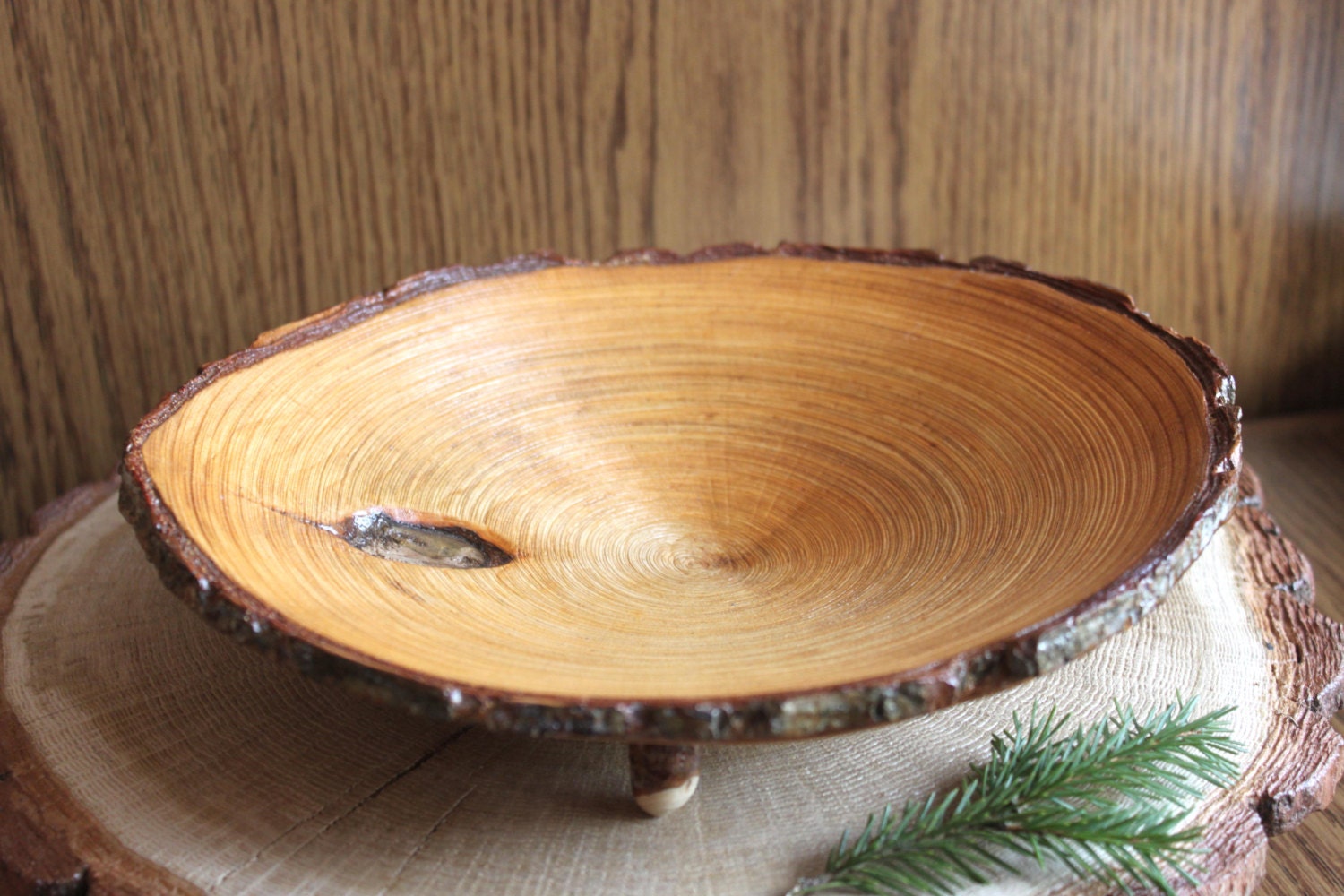 alder plate of slices Old Oak bark Tree trunk slice Rustic