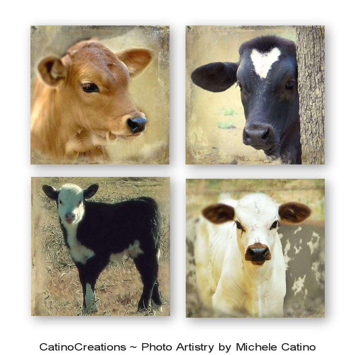 Cow Nursery Decor Photo Set Baby Calf Vintage Cow Theme