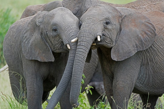 ELEPHANT BEST FRIENDS Wild African Elephant Color African