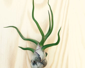 Tillandsia bulbosa air plant - indoor outdoor houseplant small
