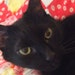 plexicat