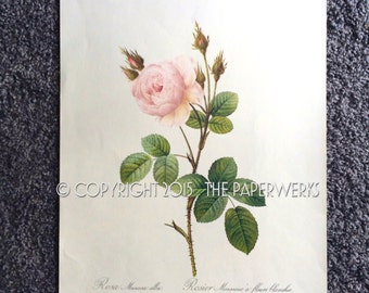Large Pierre-Joseph Redoute "Rosa Muscosa Alba" "Rosier Mousseux A Fleurs Blanches" Botanical Print 40cm X 30cm circa 1940s-1950s