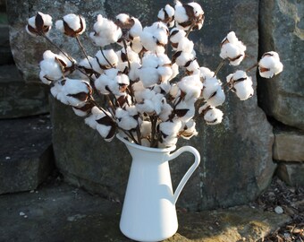 Cotton Boll Stems, Set of 5-20" Cotton Stems, Cotton Branches, Natural Cotton Bolls, Rustic Wedding Decor, Farmhouse Decor, 2nd Anniversary