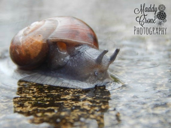 Snail Photograph, Snail in Water Photograph,  4 x 6