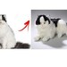 plush replica of your pet