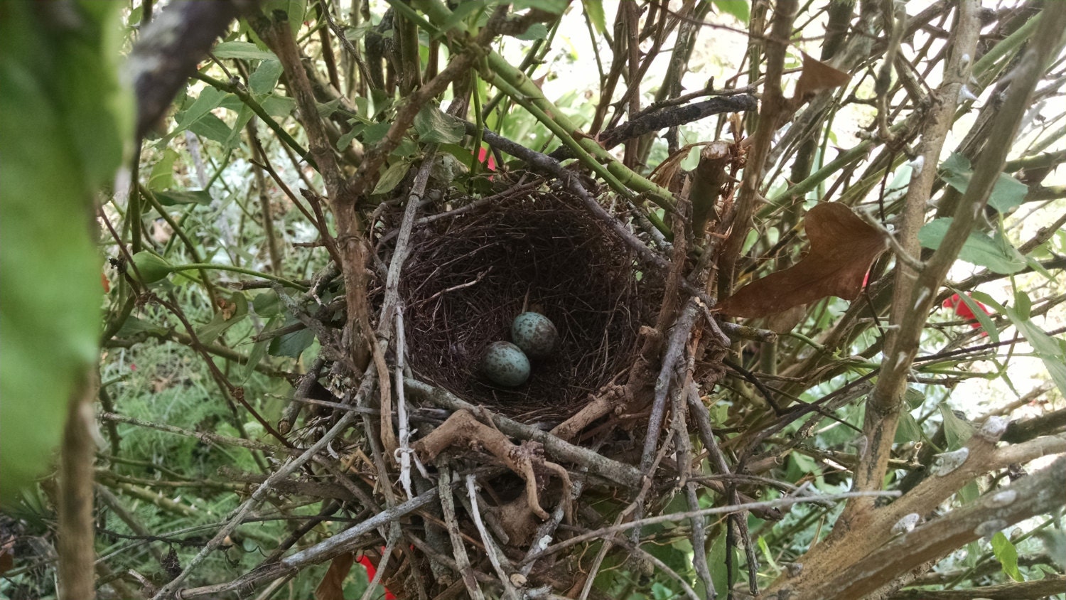 Brown Thrasher Nest Bird Nest Animal Photos Nature Blue