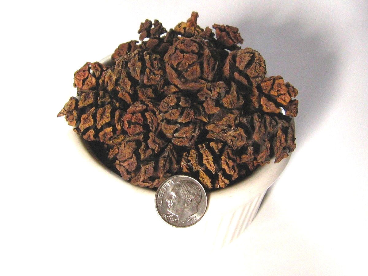 120 Redwood Pine Cones Fresh Pods Pinecones Crafts Crafting